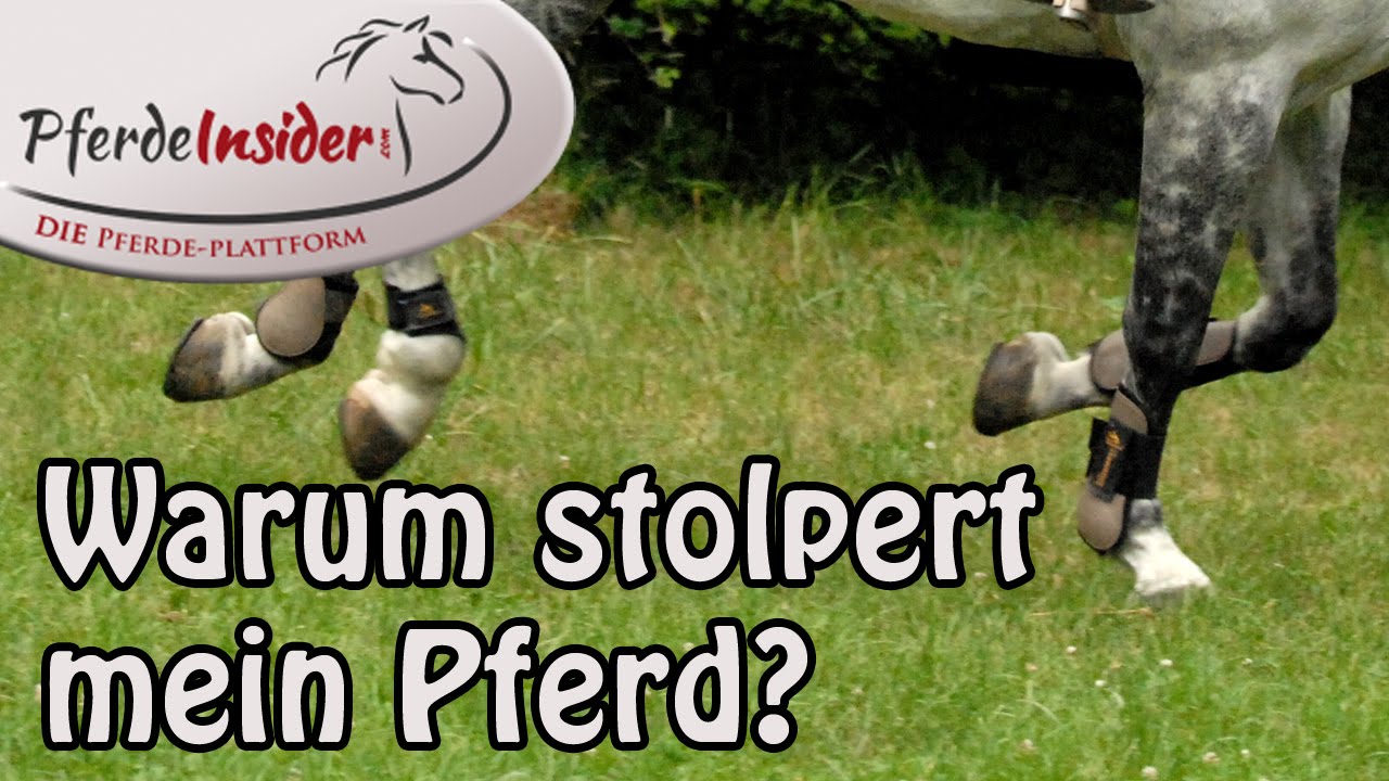 Häufiges Stolpern beim Pferd - 5 mögliche Gründe