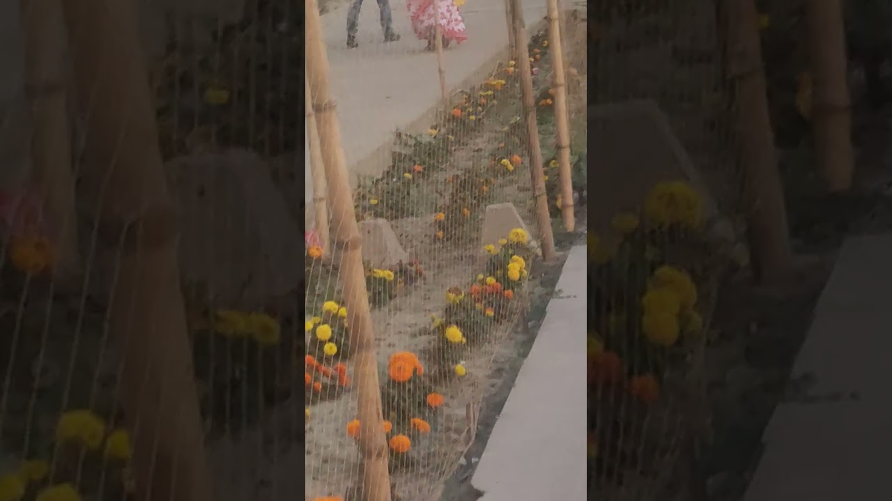 নবদ্বীপে দ্বিতীয় মন্দির হিসেবে জল মন্দিরে গিয়েছিলাম এখানে হরিণ এবং পুকুরে বিভিন্ন প্রকারের মাছ দেখ