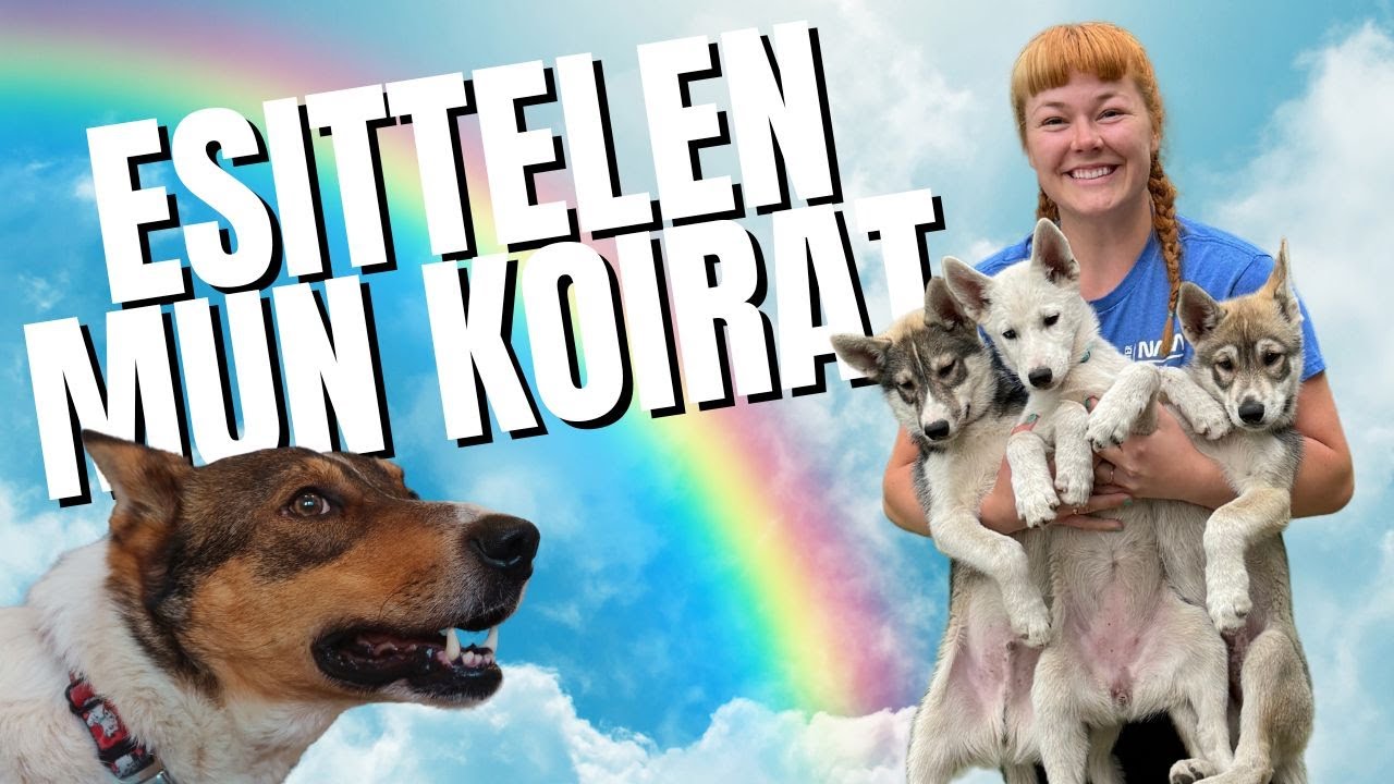 TUTUSTU MUN 18 KOIRAAN🐶