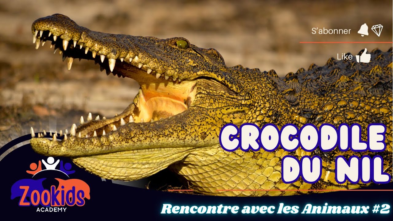 Rencontre avec les Animaux 2 | Crocodile du Nil | Animaux sauvages|éducation aux animaux pour enfant