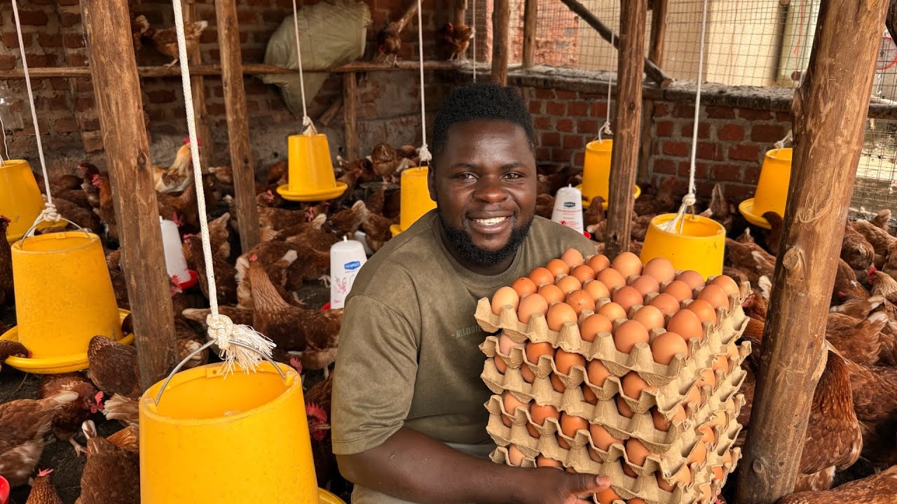 How I managed to Make my chickens lay eggs at 100% as a total beginner | UG Connect Farm