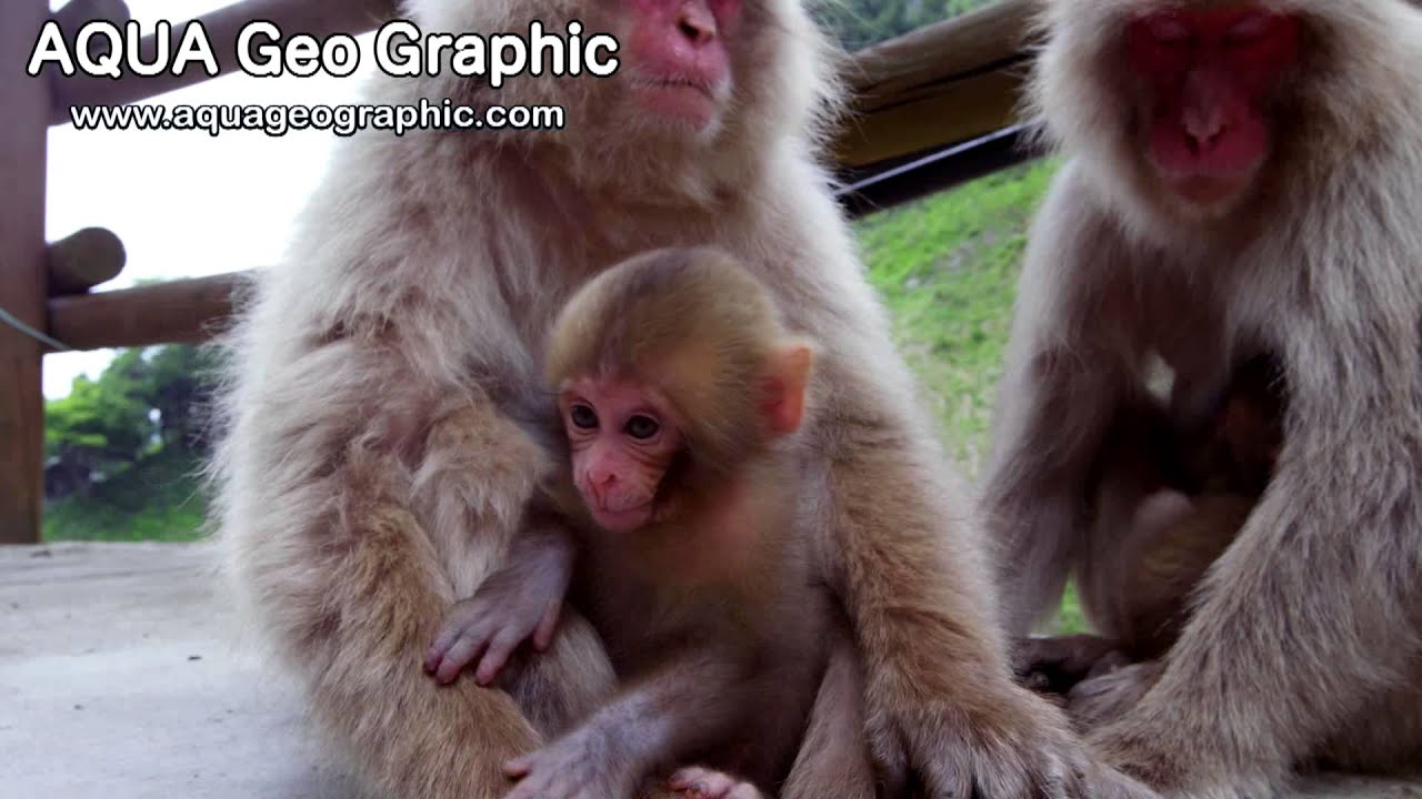 地獄谷野猿公苑の赤ちゃん猿 Baby monkeys at Jigokudani Monkey Park(Shot on RED EPIC)