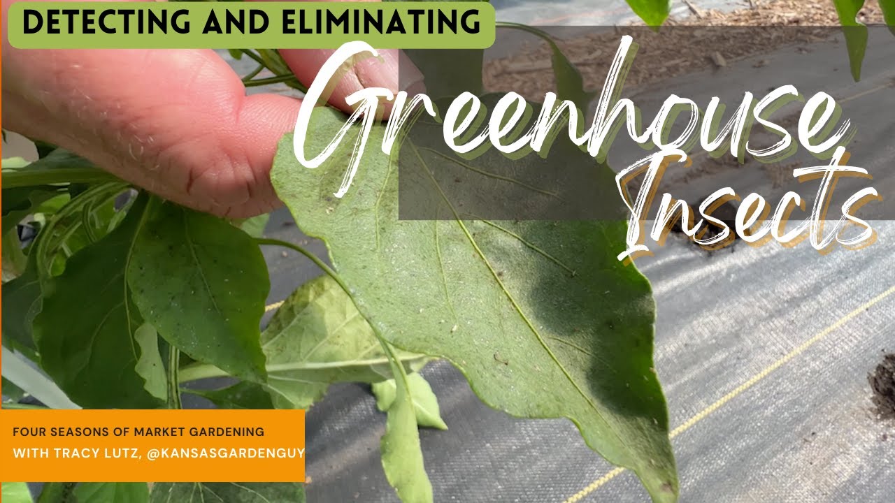 How to Eliminate Greenhouse Pests and Thrips | Four Seasons of Market Gardening w/ Tracy Lutz Ep 31