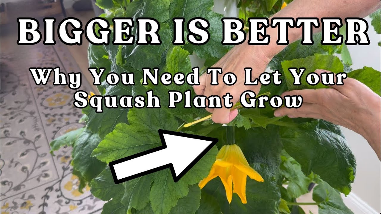 How to Grow Zucchini & Squash Indoors with Tower Garden Lights (The BIG Secret!) 