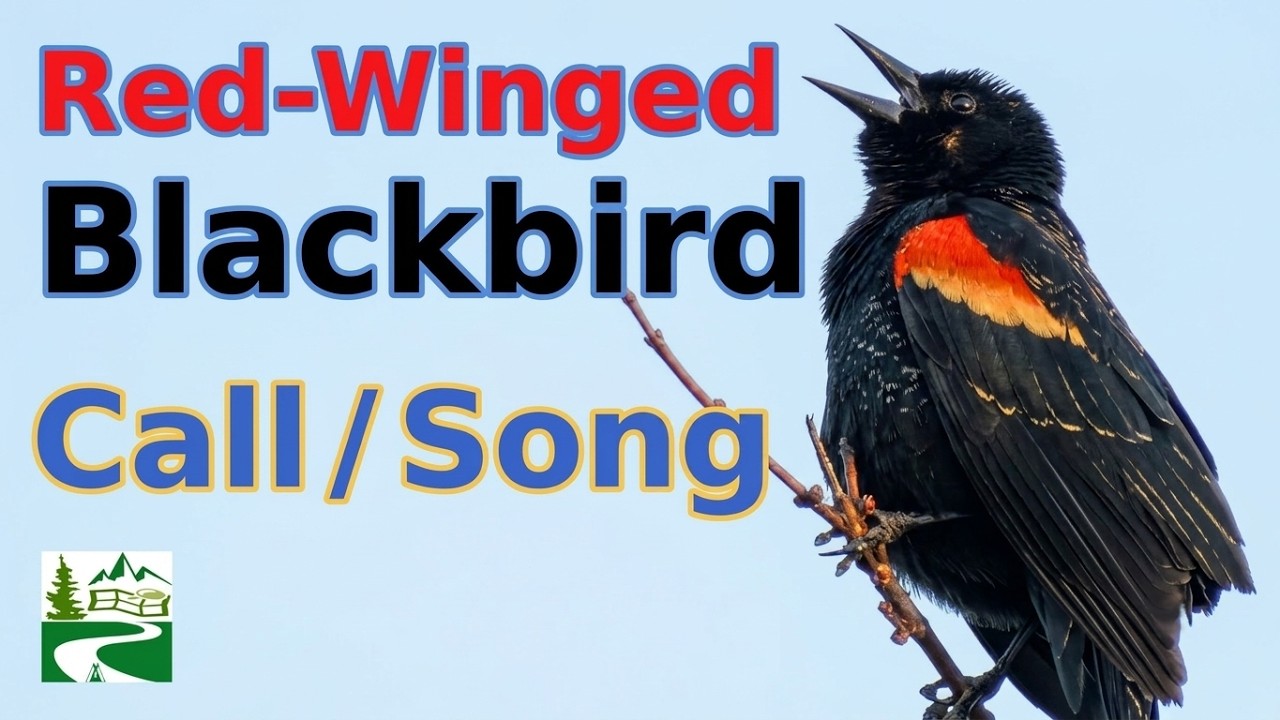 Red-winged blackbird call / song / sounds