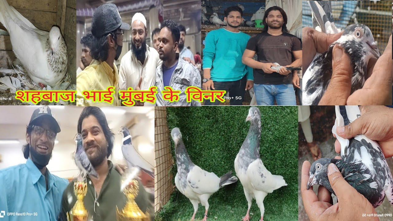 शहबाज भाई की शानदार #कबूतर#Mumbai#trendingreel#devnar #pigeon 
