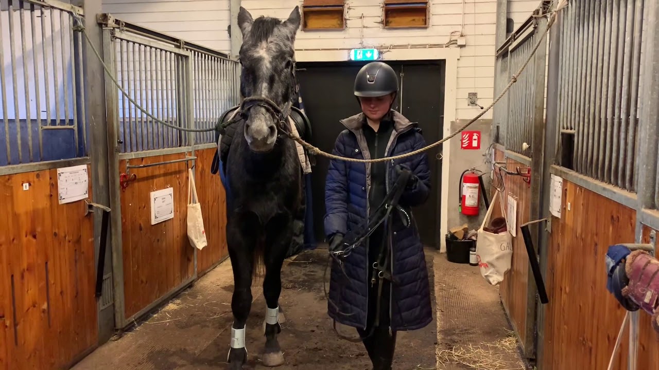 Kunskapspass, sadla och tränsa