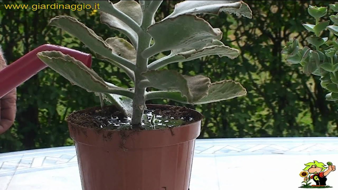 annaffiatura piante grasse e succulente