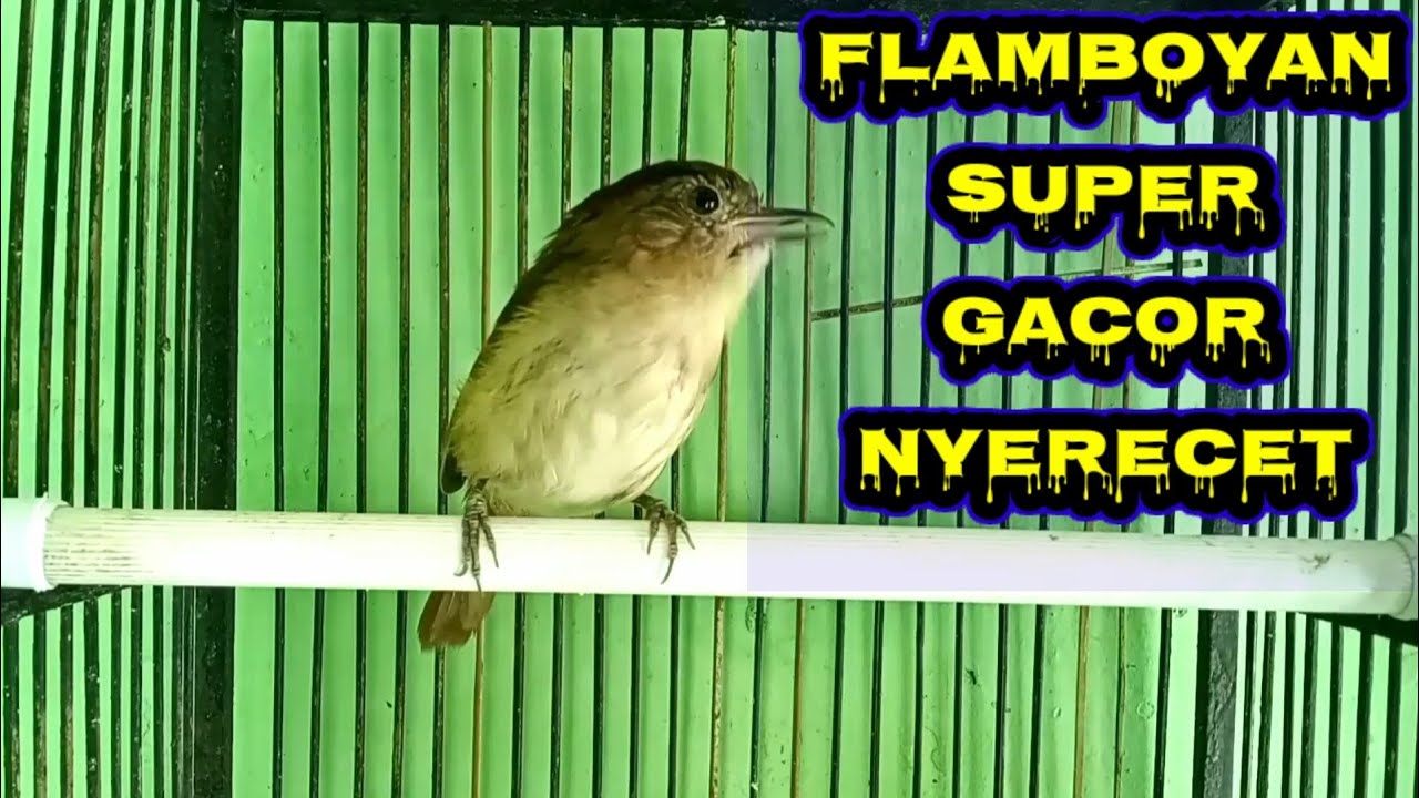 Flamboyan super gacor nyebren nyerecet