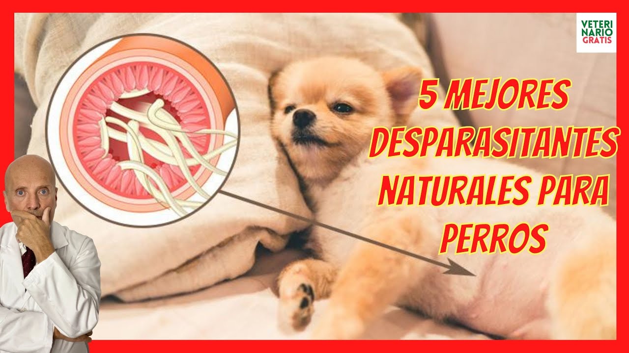 5 MEJORES DESPARASITANTES NATURALES PARA PERROS 🟢 CÓMO DESPARASITAR A UN PERRO CON REMEDIOS CASEROS