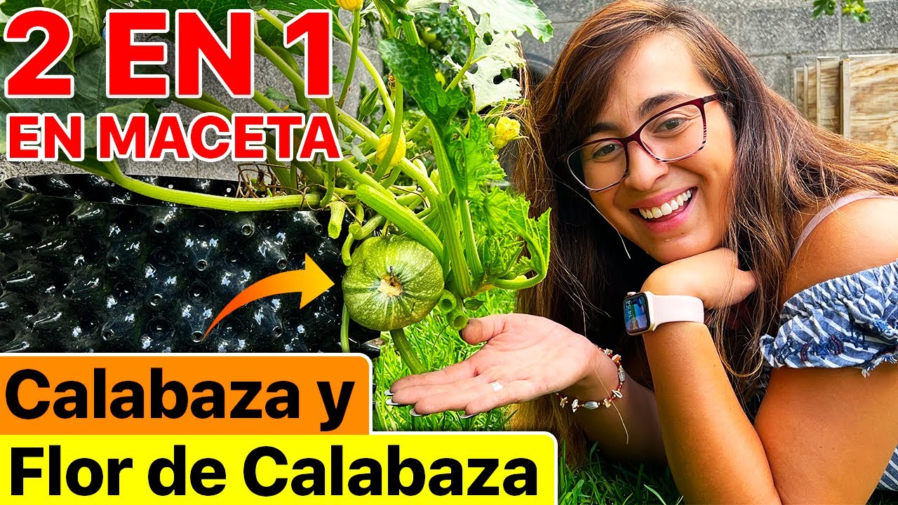 🎃 7 TIPS para CULTIVAR CALABAZA en tu HUERTO (Suelo o Maceta) 🪴