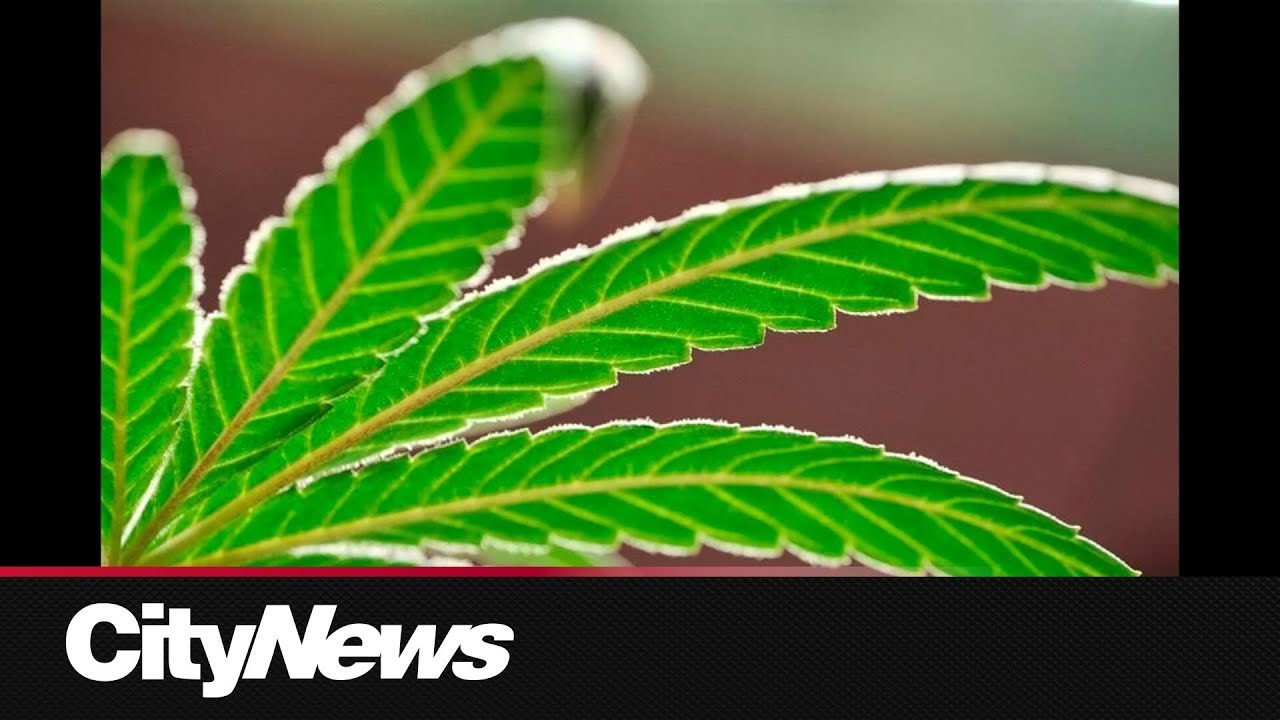 Business Report: Major cannabis retailer closing stores