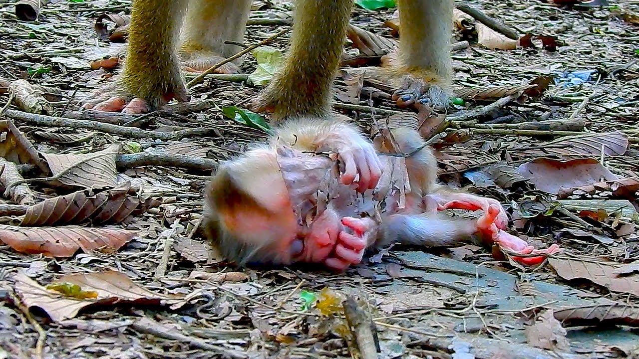 Baby LYNX monkey is so tired that he falls asleep and doesn't have the strength to wake up
