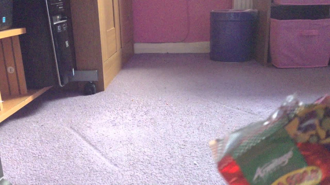 Small Animal product review