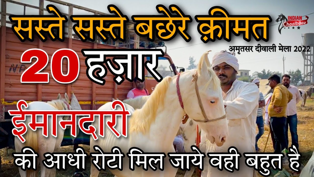 असलम भाई लेकर आये सस्ते सस्ते बछेरे क़ीमत 20 हज़ार (Amritsar Diwali Mela 2022)