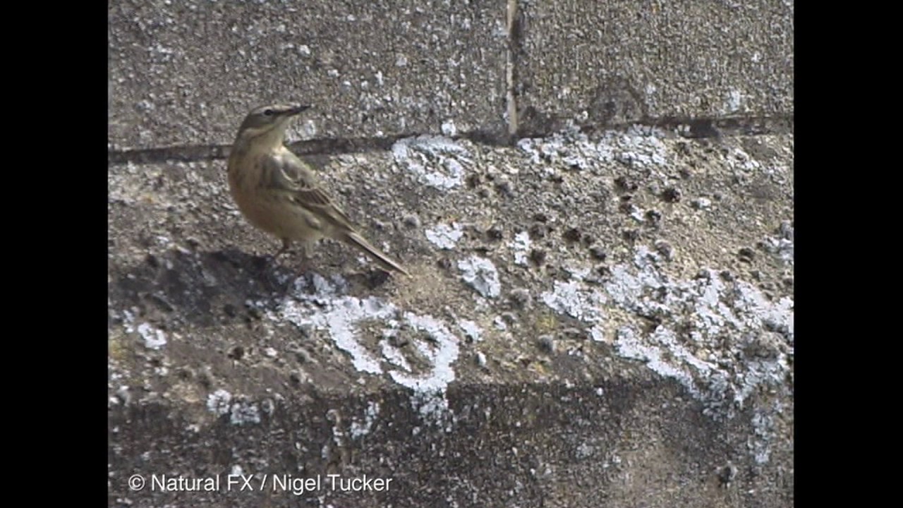 Scandinavian Rock Pipit, CVL, 25 3 12