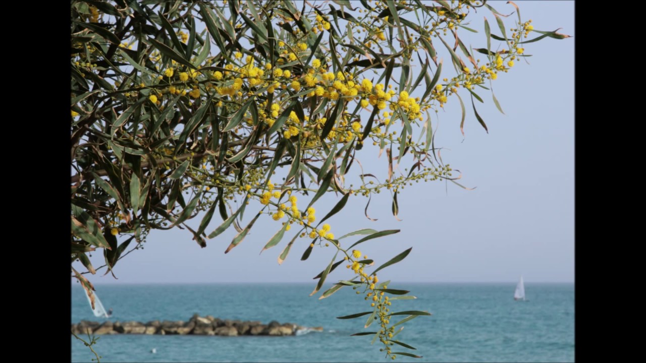 acacia saligna