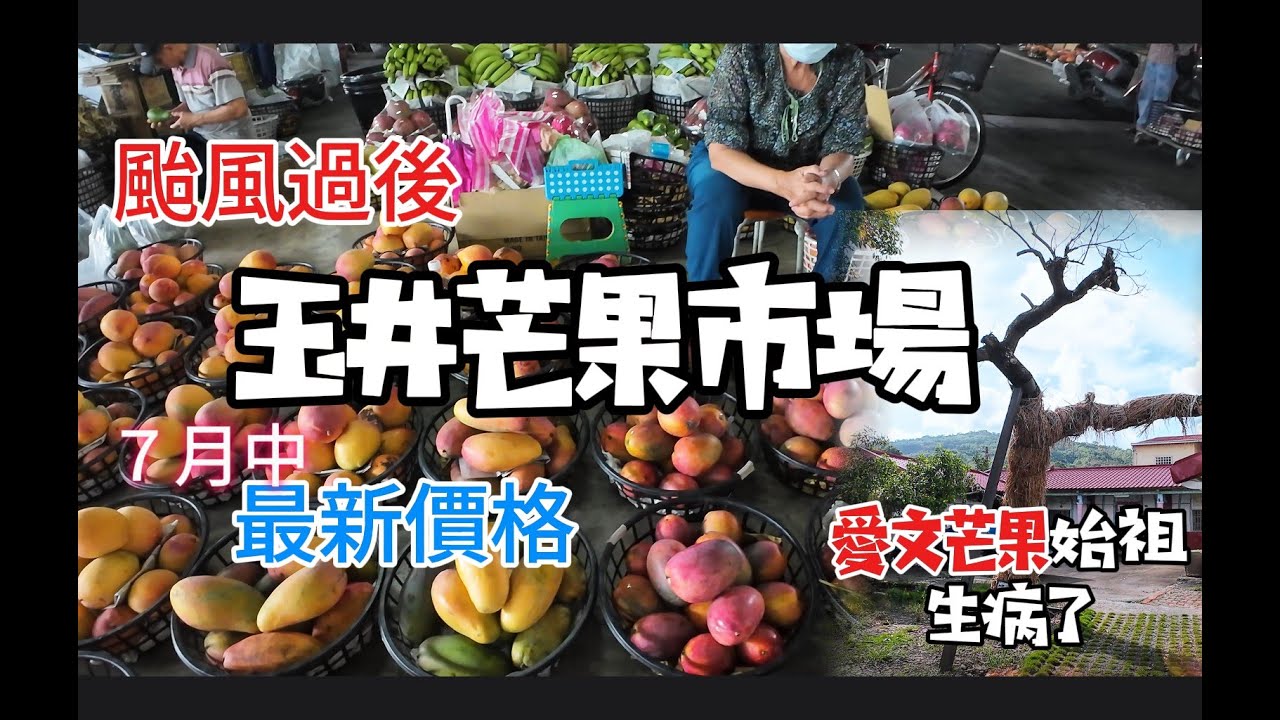 玉井愛文芒果的故鄉：愛文第一棵老樹生病了，來為它加油