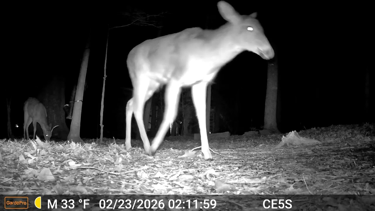 Cain cam 260223 E5S