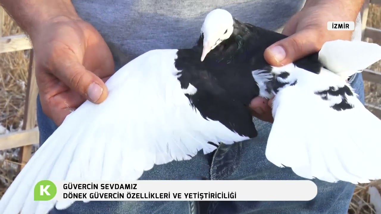 DÖNEK GÜVERCİN ÖZELLİKLERİ VE YETİŞTİRİCİLİĞİ | GÜVERCİN SEVDAMIZ
