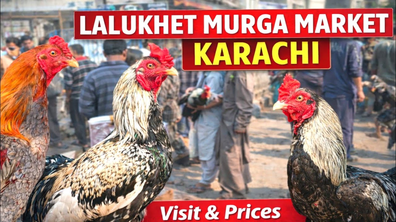 Lalukhet murga market || Lalukhet murga market new update || Murga market Karachi || Murga market