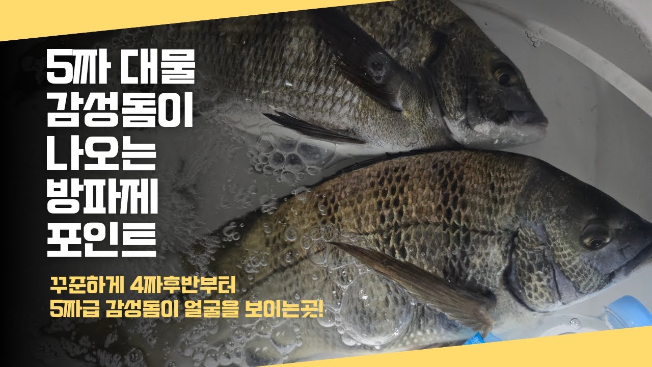 가조도 계도 5짜 대물 감성돔이 나오는 방파제포인트