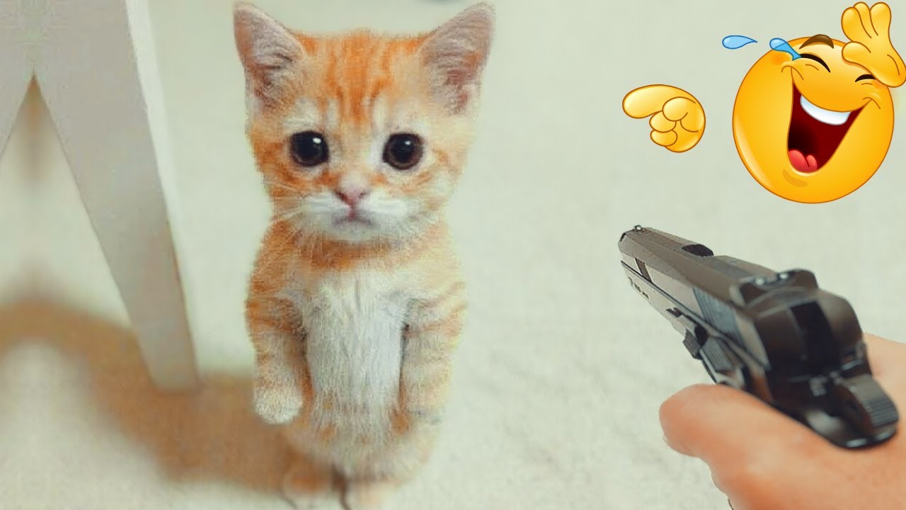 Funniest Cats of the Year 2025 🐾 LOL Cat Challenge | Best Funny Moments | Part 5