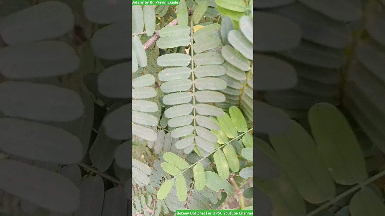 Pinnately Compound Leaf - Leaflets on Rachis - Lamina incision #leaf #leaves #leavespattern #leaflet