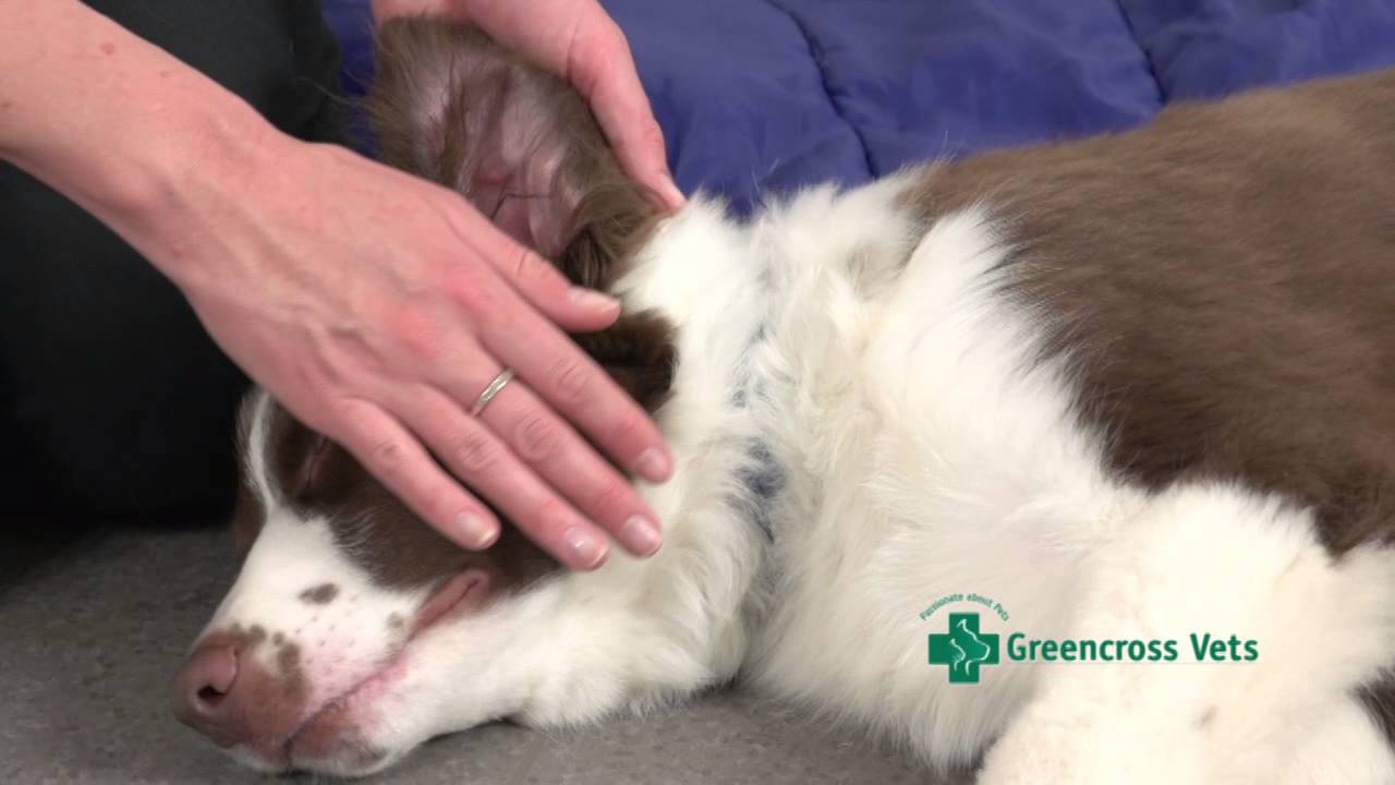 How To Calm and Settle your Puppy