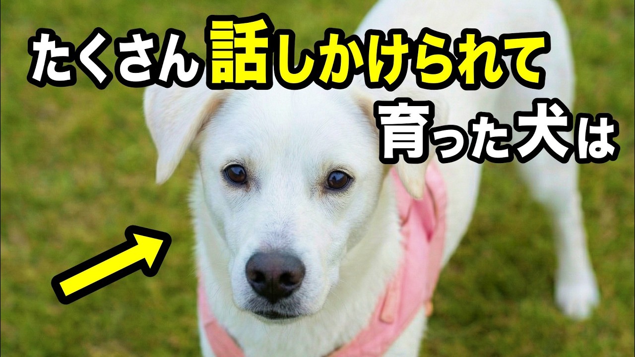 たくさん話しかけられて育った犬だけが見せる行動・仕草を獣医師が解説します【2025年最新】