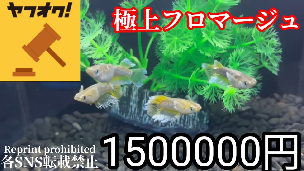 ヤフオク150万円めだか‼️【全国初出品】垂水氏作出極上フロマージュが夢中メダカより遂にリリース‼️安らぎAQUAちゃんねる