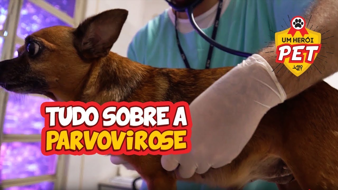UM HER&Oacute;I PET - TIRE SUAS D&Uacute;VIDAS SOBRE A PARVOVIROSE