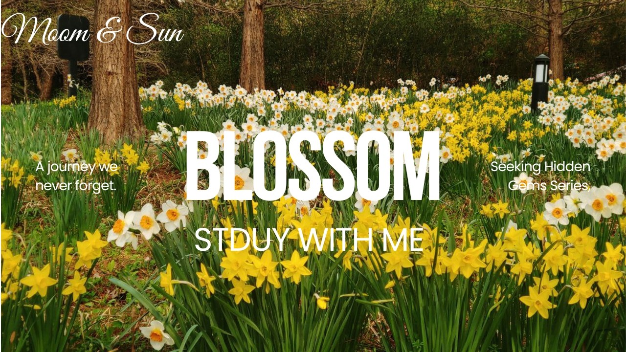 Korean Spring Music | Spring Daffodil Garden Music |  Babbling Brook Ambience | Study with Me