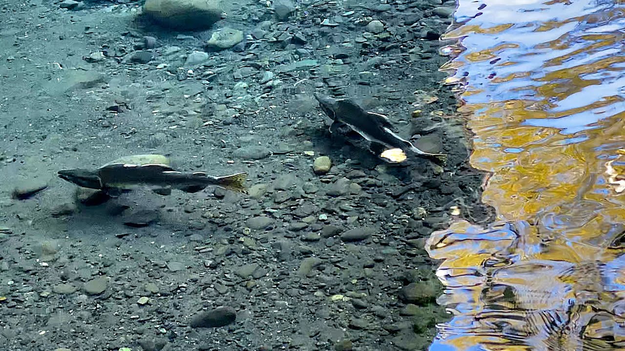 Pink Salmon in the Dungeness River Swimming Upstream to Spawn