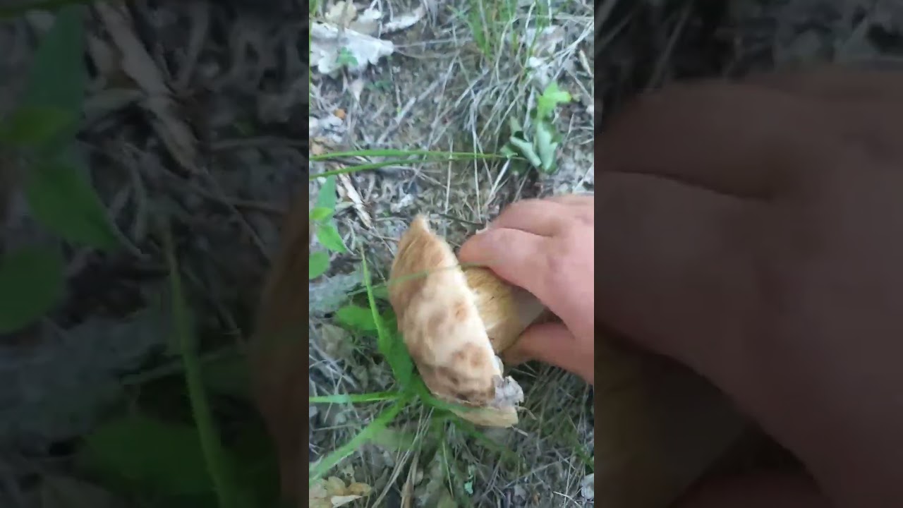 setas 2023 hribi c&egrave;pe fughi boletus edulis #nature #boletus #shorts