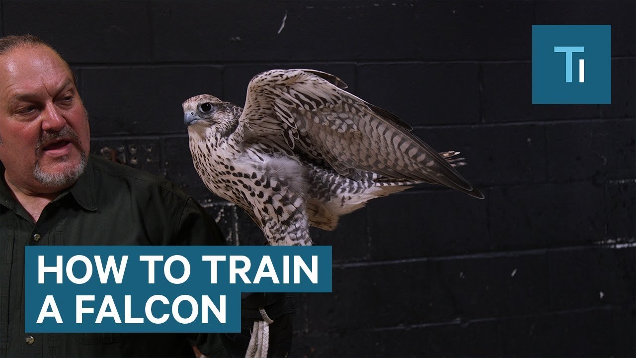 How To Train A Falcon
