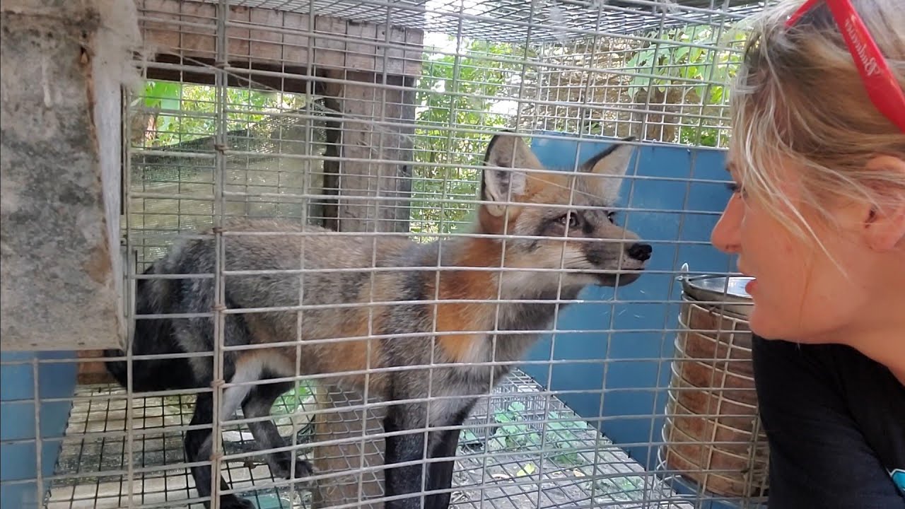 Went to the furfarm to rescue one fox...came back with two.
