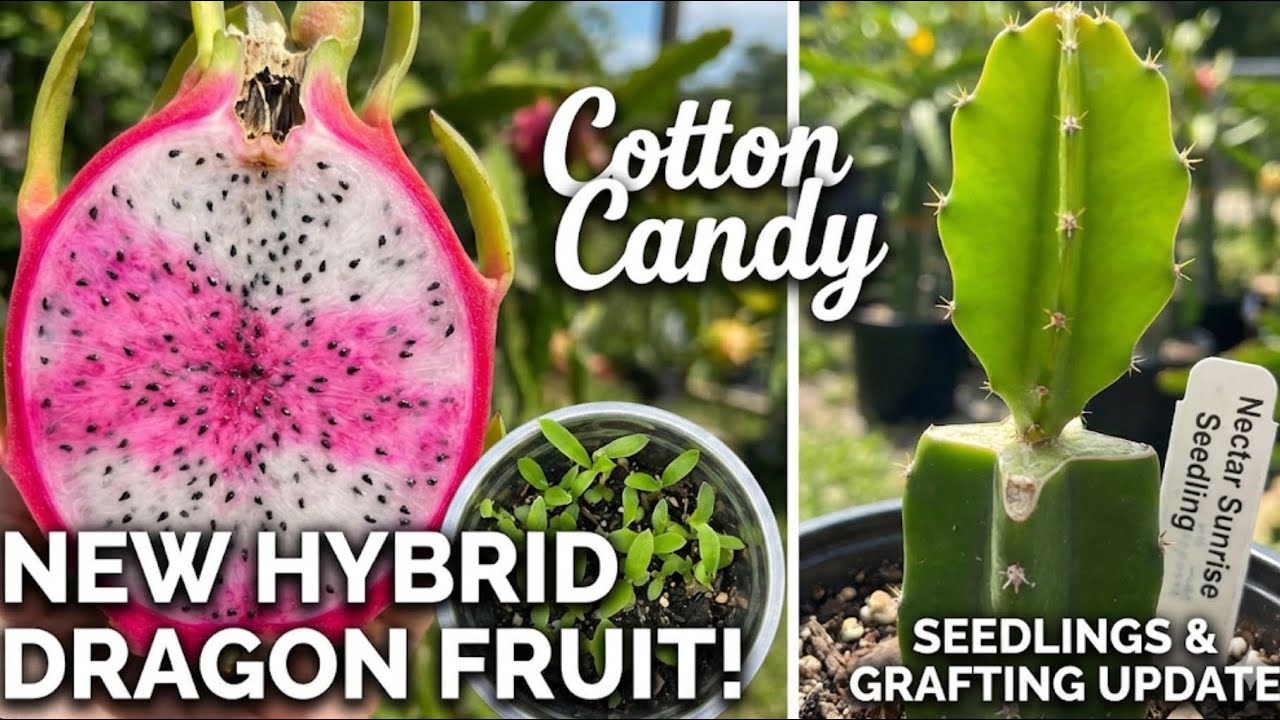 The Future of Dragon Fruit: 2026 New Hybrid Update
