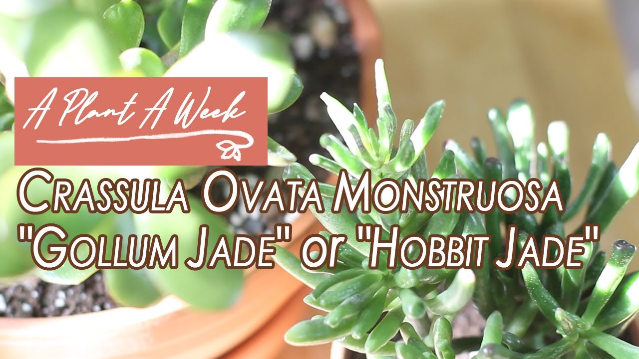 Crassula ovata monstruosa 