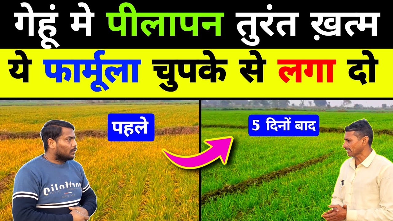 गेहूं मे पीलापन ख़त्म कैसे करे / gehu me pilapan kaise hataye / gehu kheti me pilapan ki dawa / gehu 