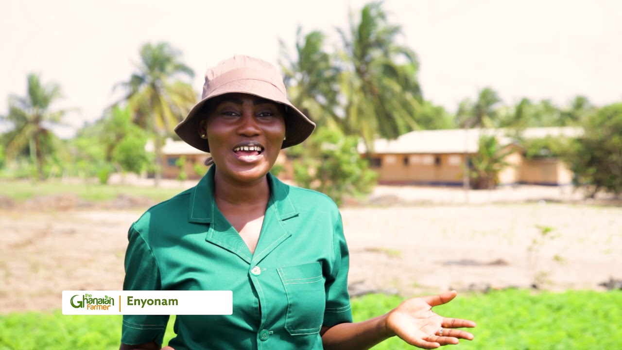 THE GHANAIAN FARMER EPISODE 7 INTERVIEW ON CARROT FARMING IN GHANA