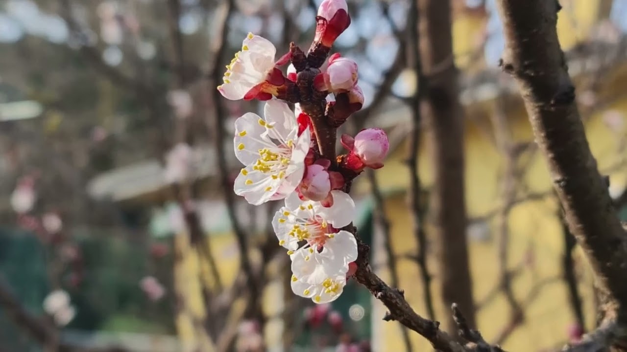 Fiori Pasquali marzo Abbraccio
