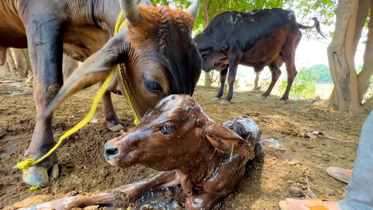 MASHALLAH Hamri Cow Ne Bacha Diye 🥺 | Zohaib Pendu