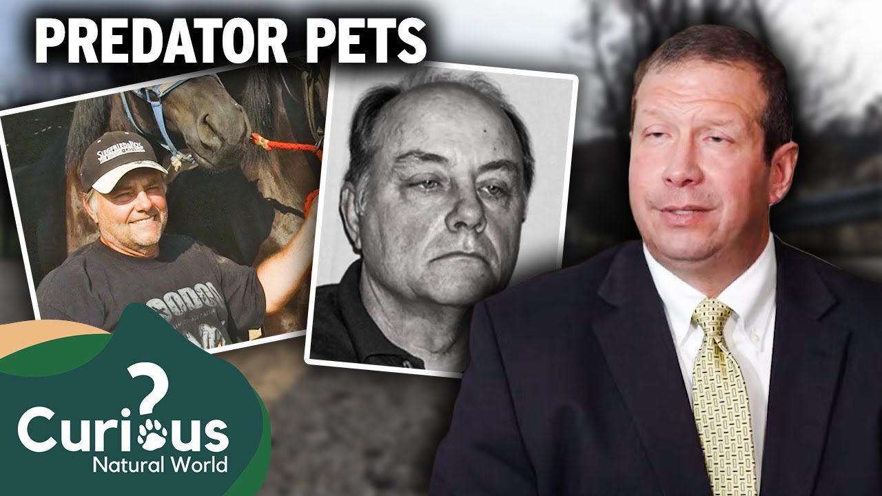 The Zanesville Animal MASSACRE | Predator Pets | Curious?: Natural World