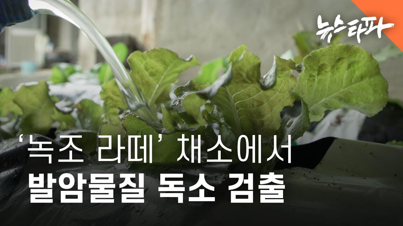 [4K] '녹조 라떼'로 키운 채소에서 발암물질 독소 검출 - 뉴스타파