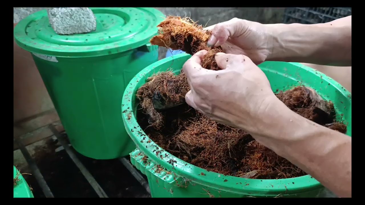 hướng dẫn thu hoạch kén và bảo quản kén đuông dừa đúng cách