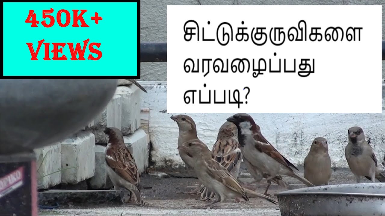 சிட்டுக்குருவிகளை வரவழைப்பது எப்படி?