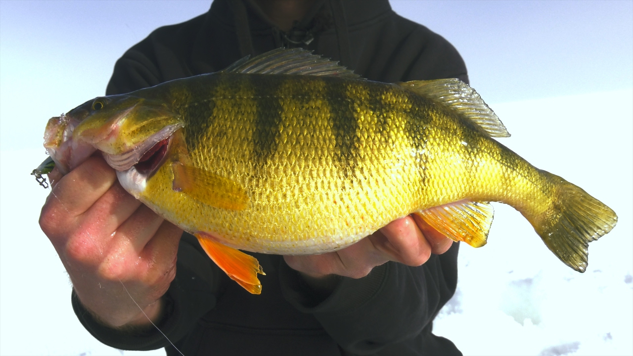 Cascade Lake Perch - In-Depth Outdoors TV, Season 11 Episode 12