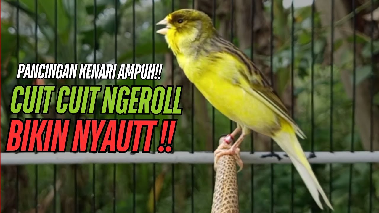 SUARA Kenari GACOR PANJANG Pancingan & masteran Kenari Paud AGAR gacor AMPUH Kenari MACET bunyii