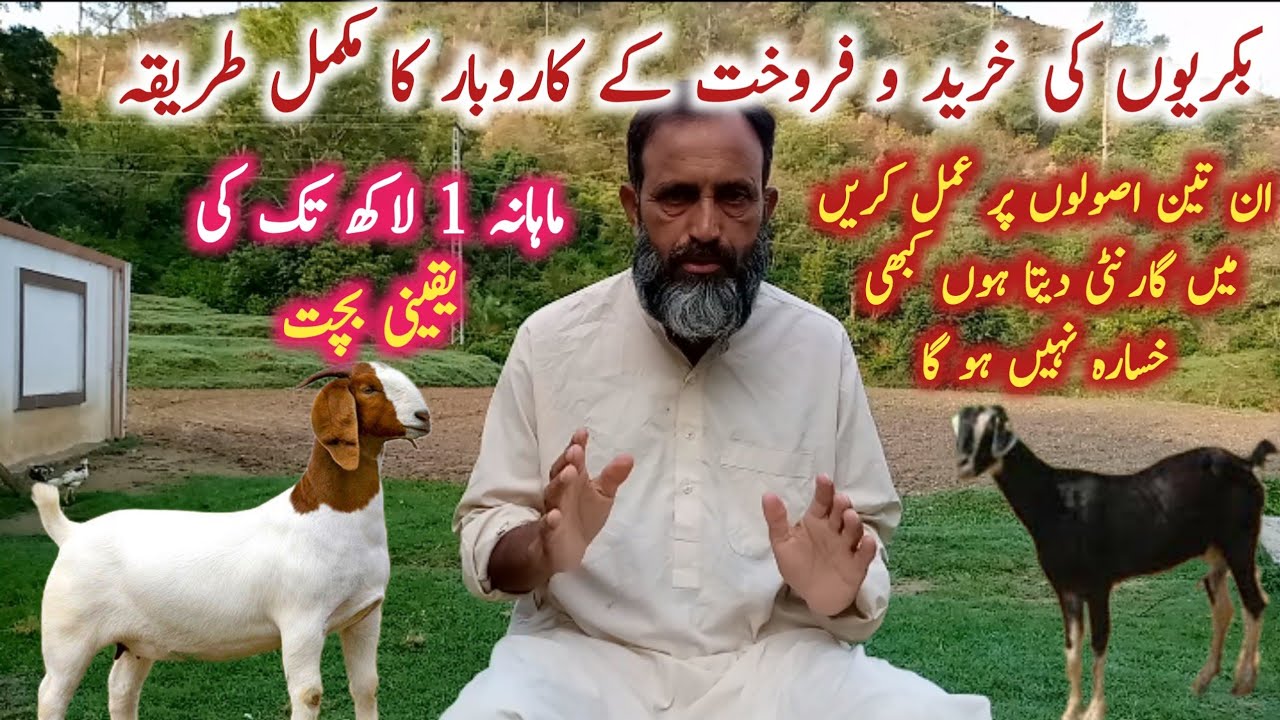 Goats Sale & Purchase Business idea l بکریوں کی خریدوفروخت کا کاروبار l Desi Dera l